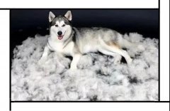 毛質(zhì)差、過度脫毛？華興重磅推出犬美毛處方糧