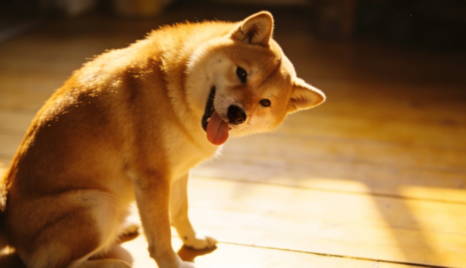 華興寵物